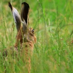 Public Choice 2nd Place - Hares Looking At You – Norman Wyatt