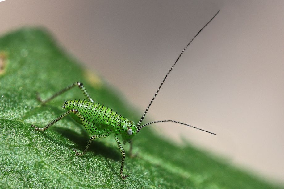 speckled bush cricket nymph