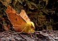 Canary-shouldered-Thorn